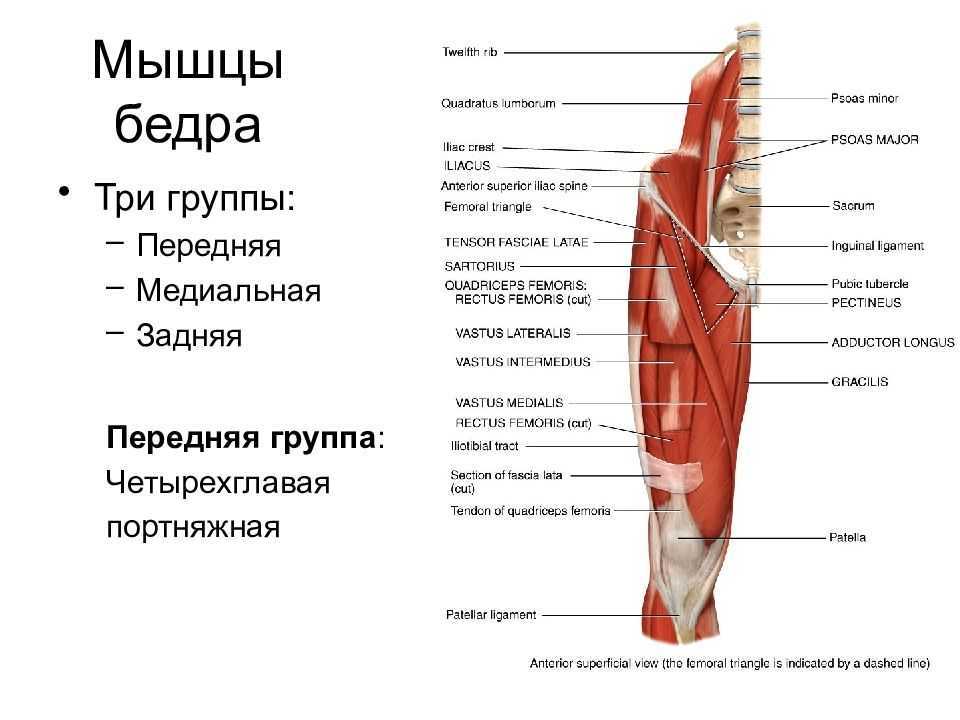 Мышцы таза и бедра анатомия в картинках и пояснениями