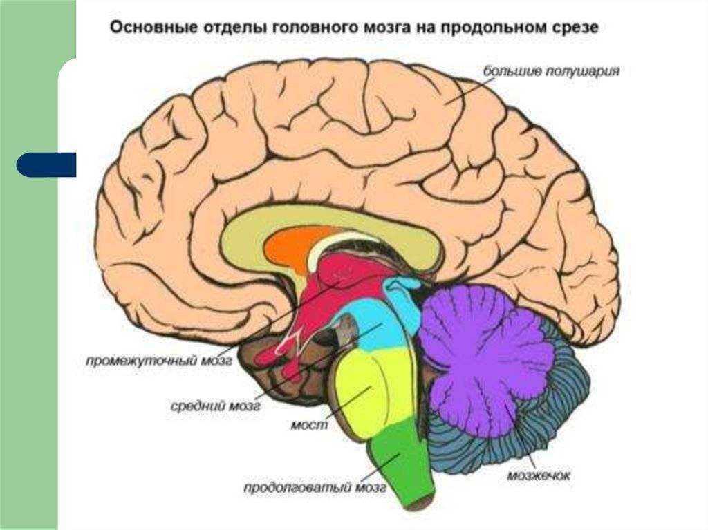 Головной мозг encephalon с окружающими его оболочками находится в полости мозгового отдела черепа