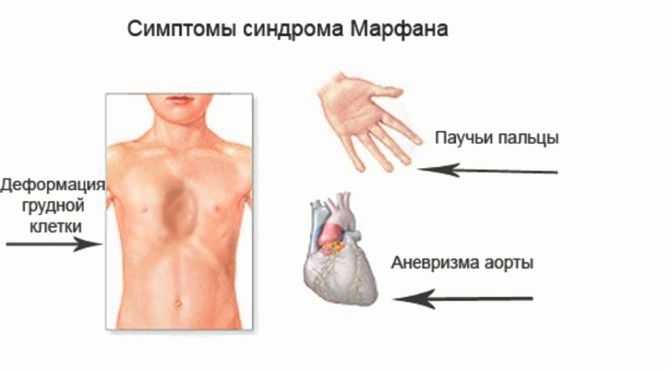 Мимические мышцы  - блог ревитоника