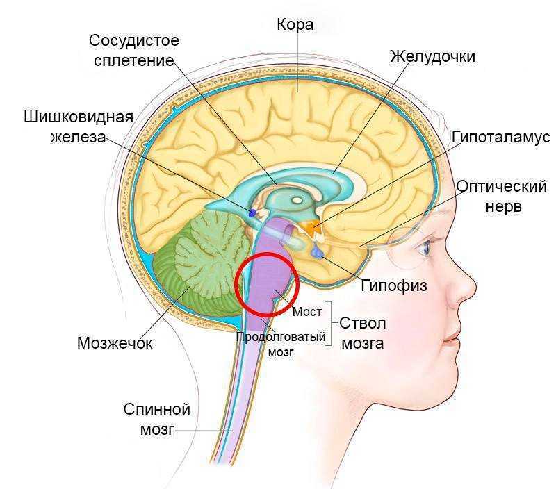 Головной мозг: отделы, строение и функции