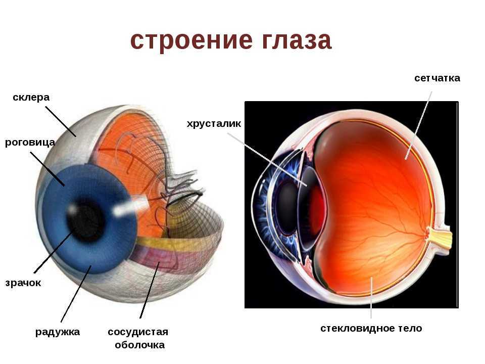 Строение век: функции и патологии - здоровое око | za-rozhdenie.ru