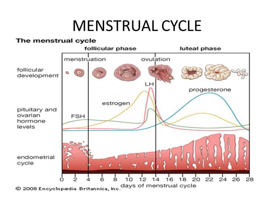 Через сколько восстанавливается цикл после. Менструальный цикл. Цикл менструационного цикла. Месячные цикл. Становление менструального цикла.