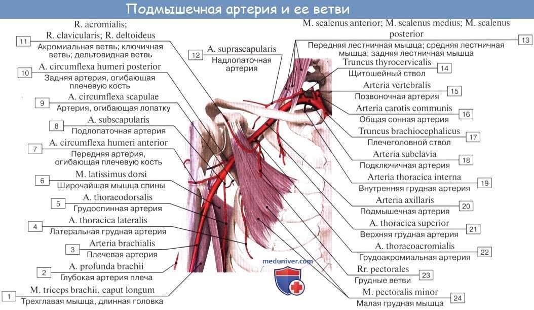 Синдром позвоночной артерии (спа) - симптомы и диагностика