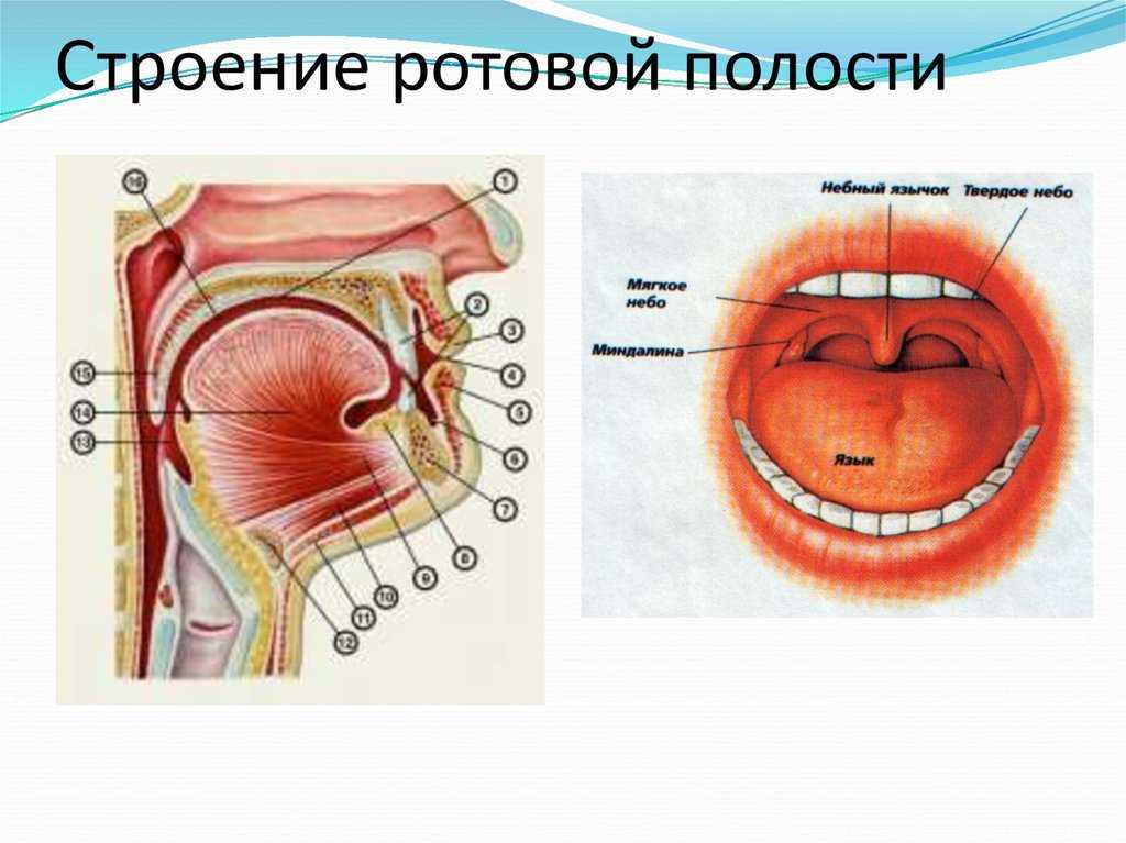 Схема ротовой полости человека