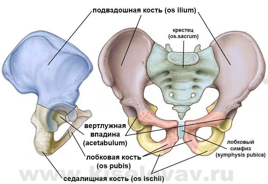 Таз картинка анатомия