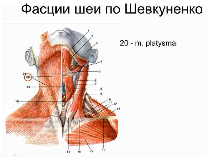 1. треугольники, фасции шеи, сосуды, органы области шеи