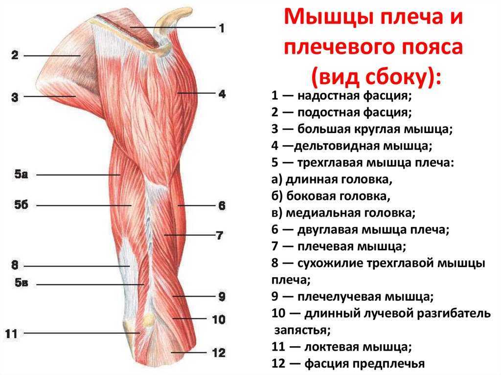 Артроскопия плечевого сустава – операция в цэлт
