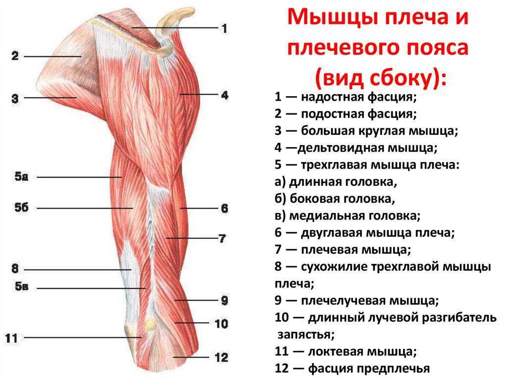 Мышцы плечевого пояса презентация