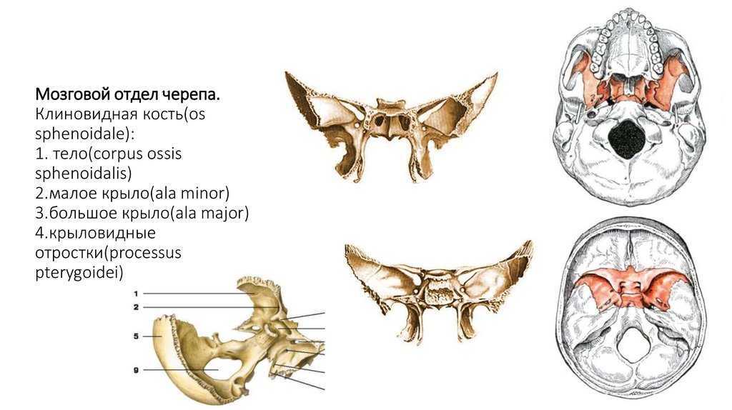 Отростки клиновидной кости. Крыловидный отросток клиновидной Кост. Большое крыло клиновидной кости на черепе. Большие и малые Крылья клиновидной кости на черепе. Клиновидный отросток клиновидной кости на черепе.