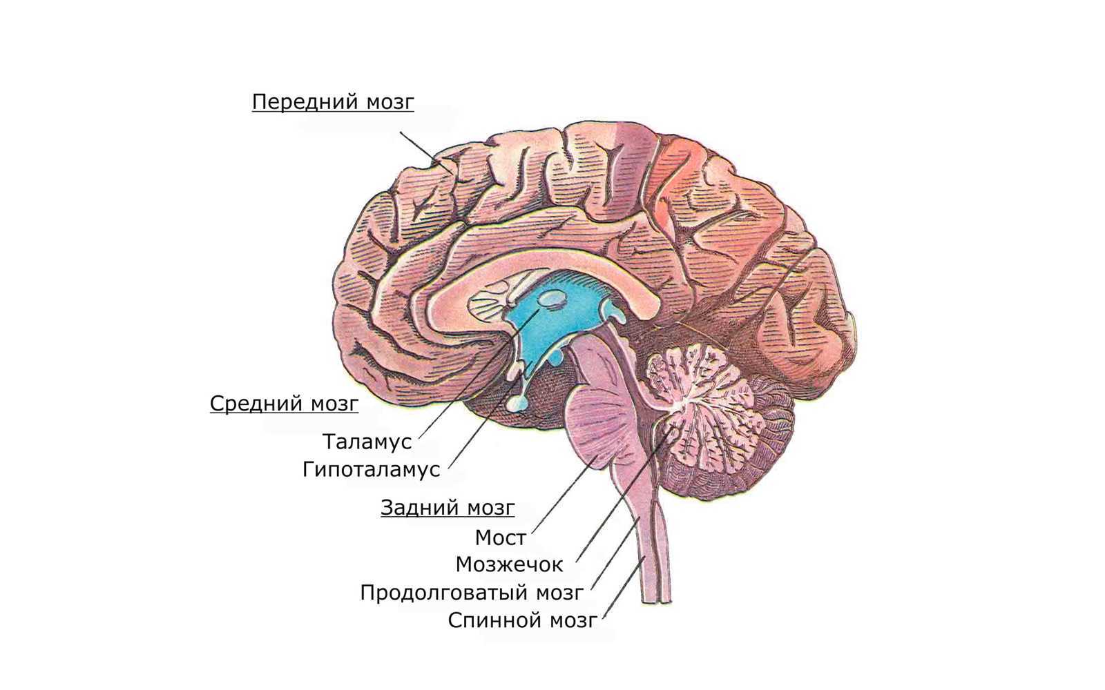 Функции заднего отдела мозга. Мост мозга анатомия. Задний мозг мост. Строение задних отделов головного мозга. Варолиев мост рисунок.