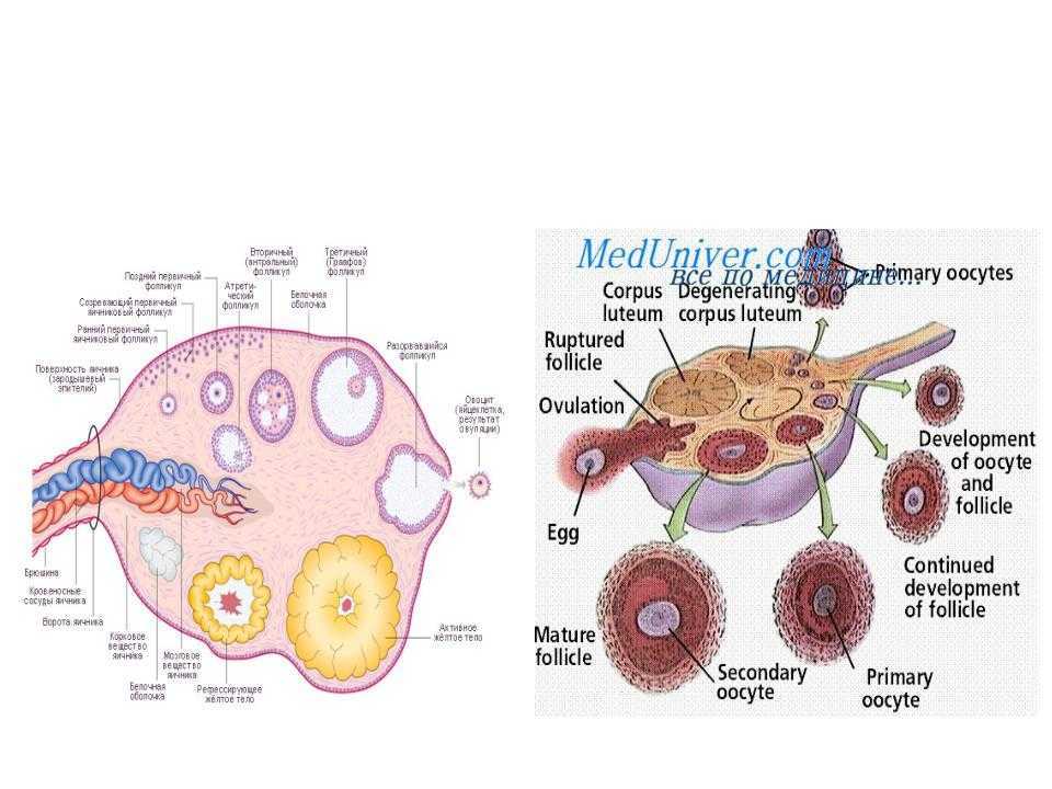 Яичники у женщин расположение. Яичник рисунок. Функции яичника. Генеративная функция яичников.