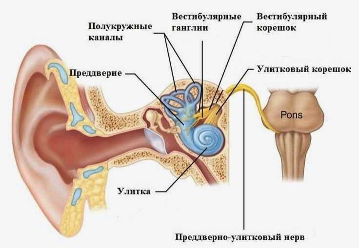 8. viii пара черепных нервов – преддверно-улитковый нерв. нервные болезни: конспект лекций