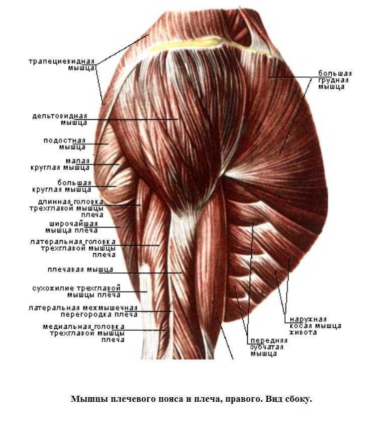 Musculus deltoideus анатомия