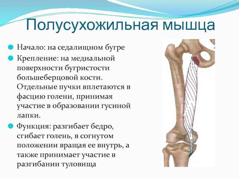 Полусухожильная мышца латынь