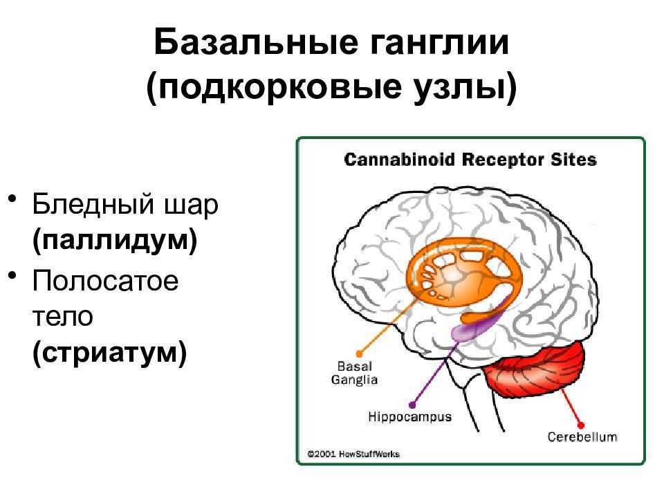 Солидное образование (опухоли) – что это, рак или нет, прогноз на жизнь | клиники «евроонко»