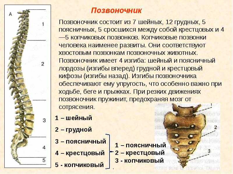 Крестцово-подвздошный артроз