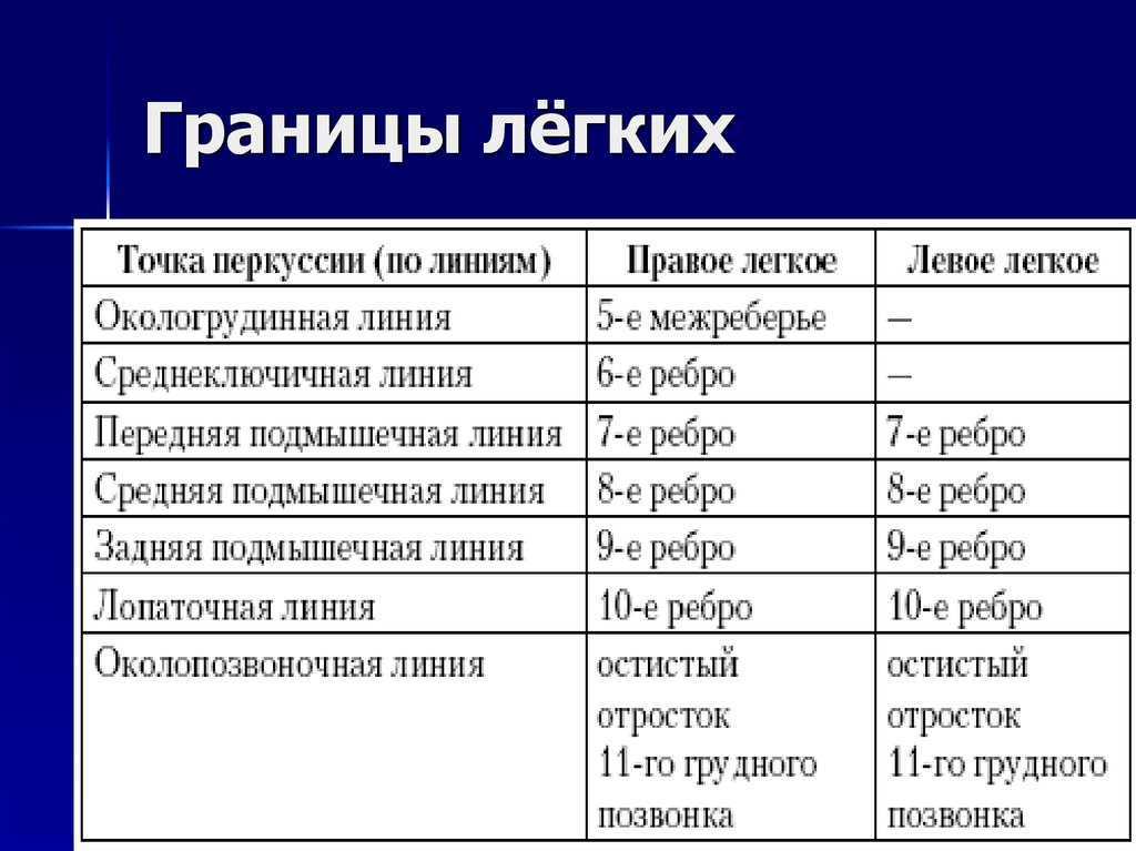 Перкуссия легких презентация