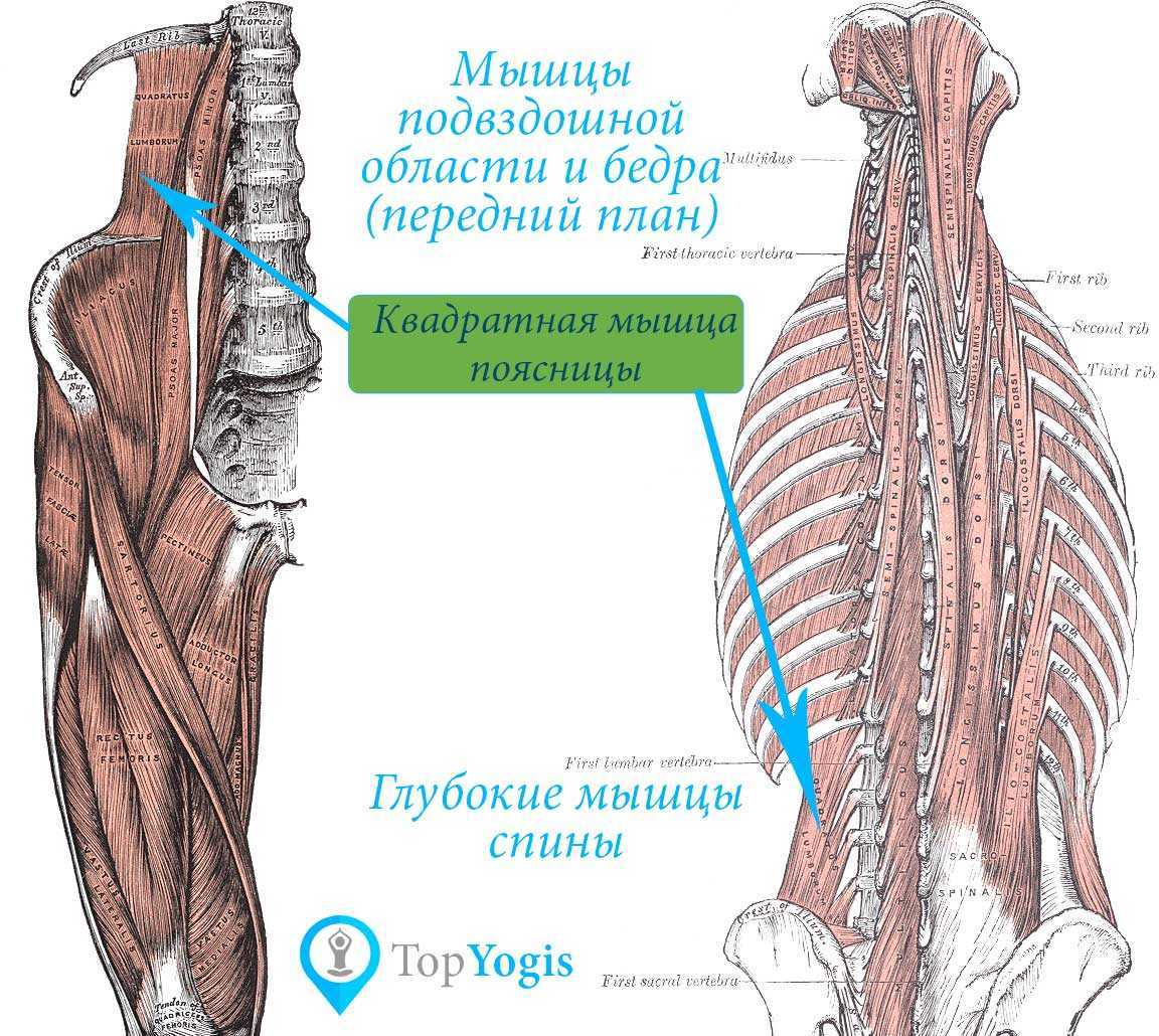 Квадратная мышца поясницы анатомия картинки