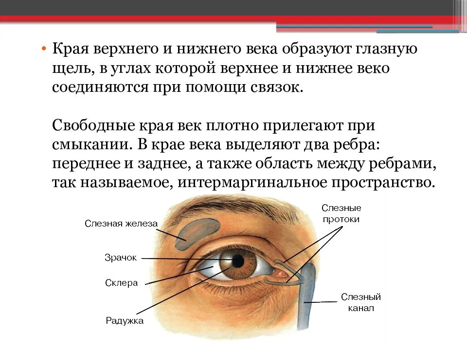 Двоение в глазах (диплопия): причины и лечение | университетская клиника