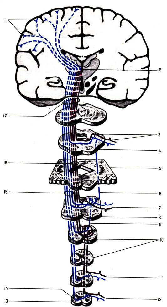 Группы проводящих путей. Проводящие пути центральной нервной системы анатомия. Нисходящие пути ЦНС пирамидные. Проводящие пути головного мозга схема. Проводящие пути ЦНС схема.