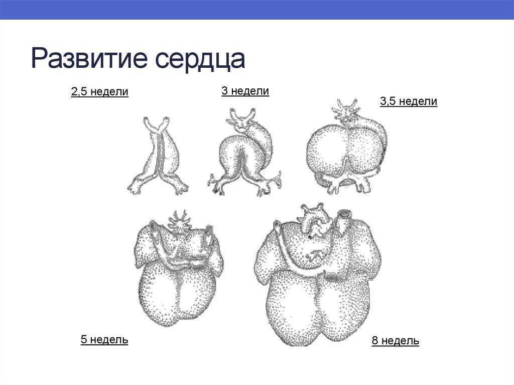 Эмбриогенез сердечно сосудистой системы презентация