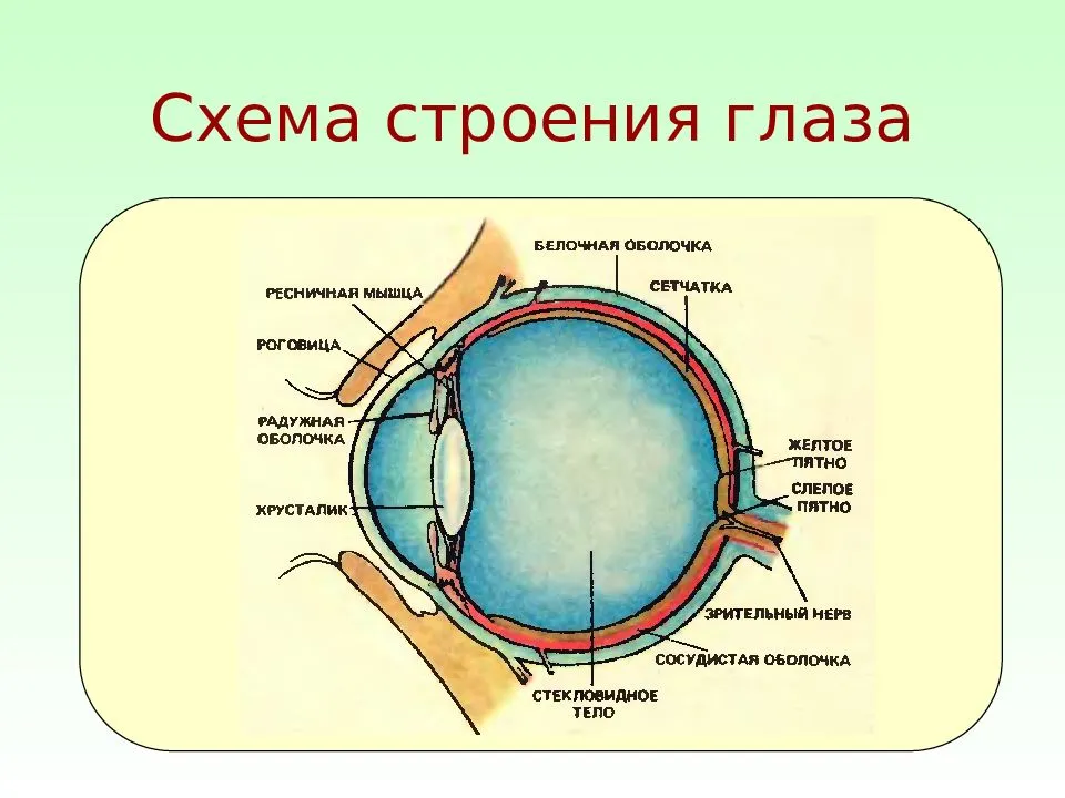 Глаз человека биология 8 класс. Строение глаза вид спереди. Строение глазного яблока анатомия схема. Строение глаза человека рисунок с описанием. Строение глаза вид сбоку.