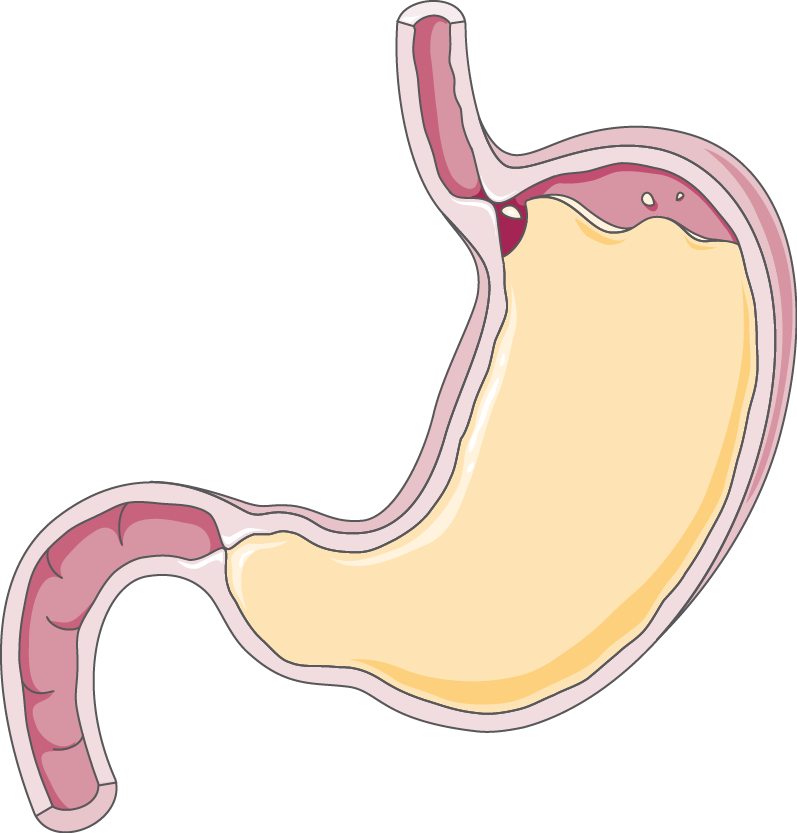 Желудок. Желудок рисунок. Пищеварительный сок желудка.