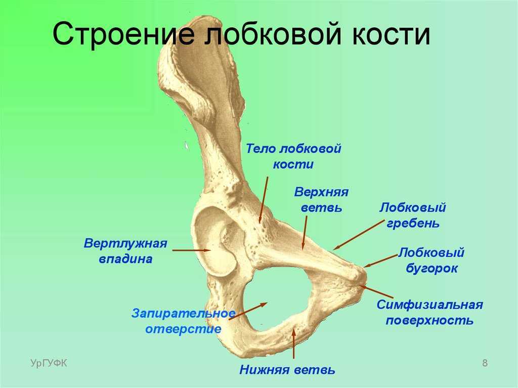 Кости таза лонная кость анатомия. Кости таза вертлужная впадина. Анатомия лонной кости таза. Вертлужная впадина анатомия человека. Где находится гребень
