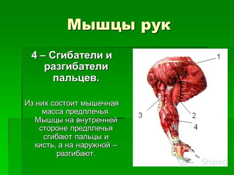 Двуглавая мышца плеча. Двух Главаня мышца плеча. Мышцы руки. Мышцы сгибатели.