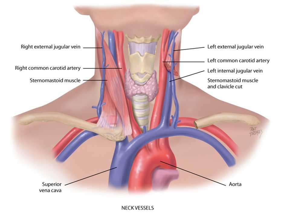 Анатомия лучевой артерии человека – информация: