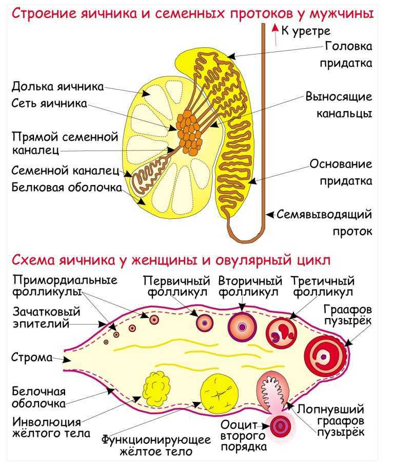 Женские половые органы яичник. Внутреннее строение яичника анатомия. Внутреннее строение яичника кратко. Внутреннее строение яичника схема. Яичник схематическое строение.