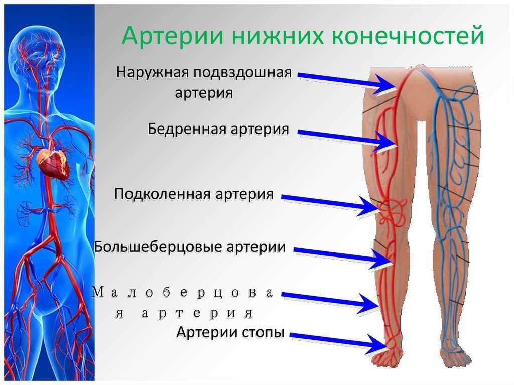 Как устроен плечевой сустав