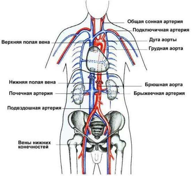 Две верхние полые вены. Синтопия брюшной аорты. Внутренняя подвздошная артерия анатомия. Проекция бифуркации аорты. Система нижней полой вены анатомия.