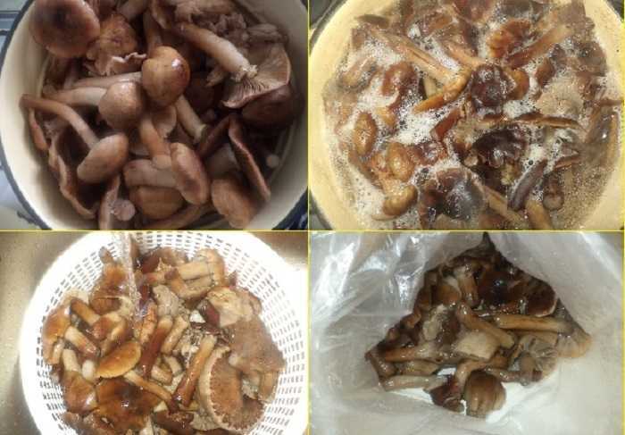 Как правильно заморозить грибы опята на зиму: лучшие рецепты. как заморозить на зиму свежие, вареные, жареные, тушеные грибы опята: рецепты