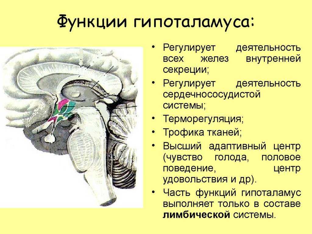 Гипоталамус презентация анатомия