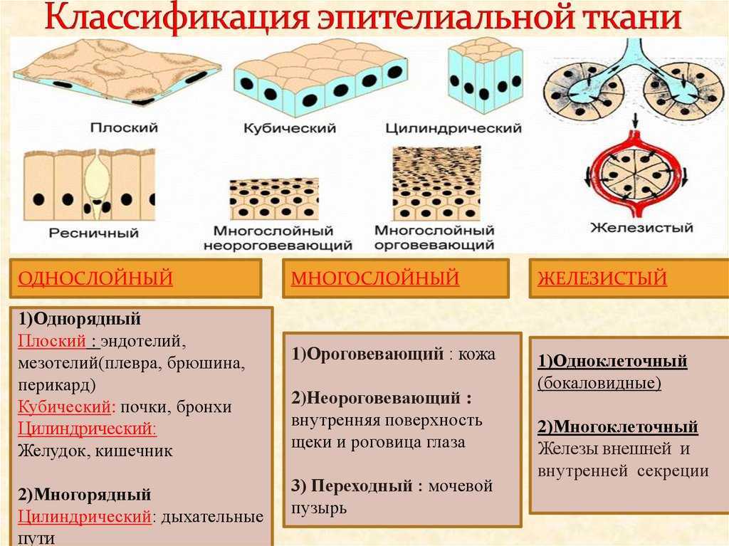 Мукоцилиарный клиренс – естественная защита