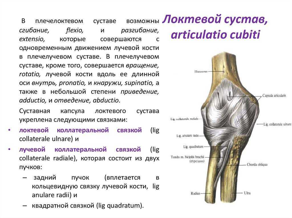 Локтевой сустав человека и его анатомия: подробное строение локтя, функции и роль в организме