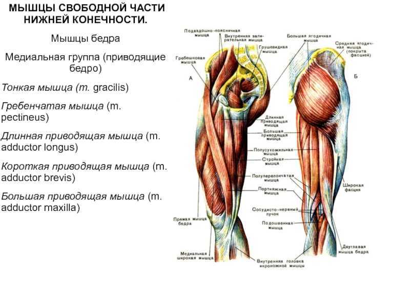 Структура таза | kinesiopro