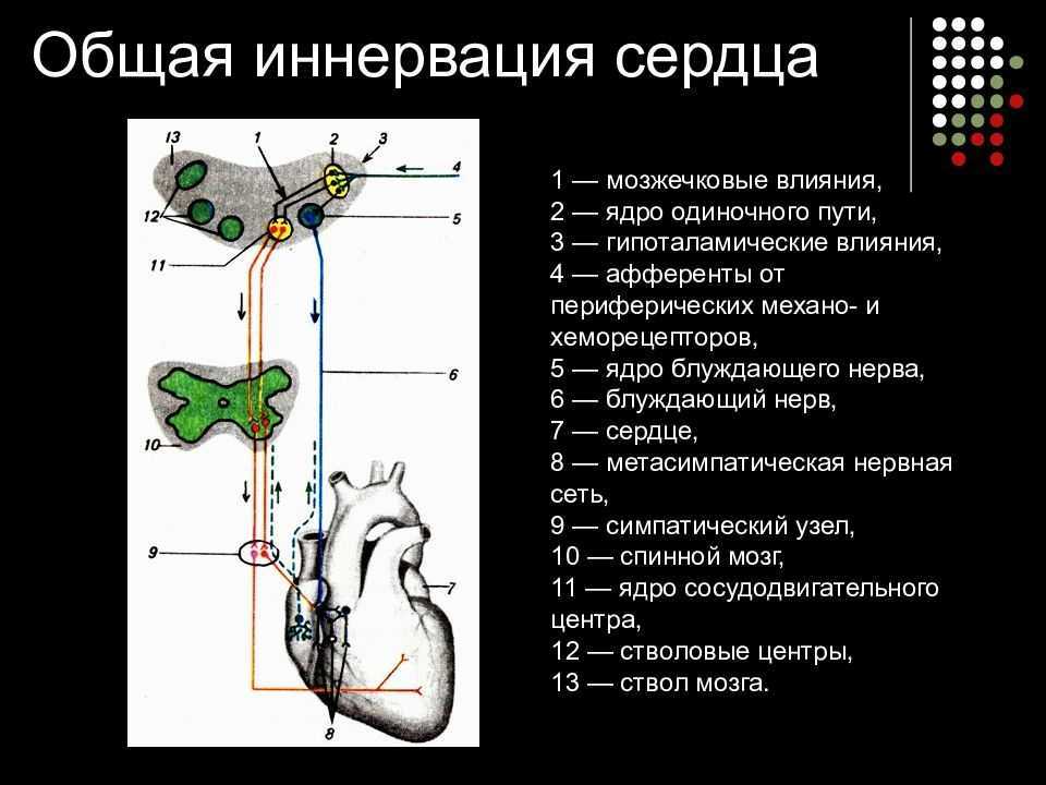 Дисфункция вегетативной нервной системы