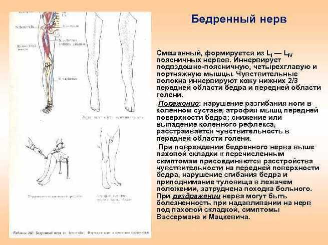 Большеберцовый нерв. малоберцовый нерв. невралгия, воспаление, невропатия, травма - медицинский центр «эхинацея»
