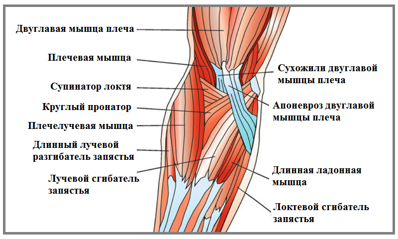 Схема локтя человека