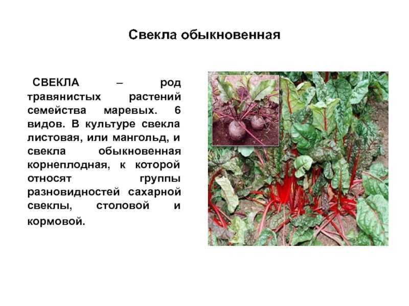 Описание растения свекла обыкновенная является овощным культурным растением