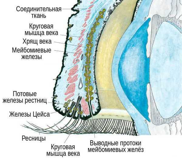Верхнее веко palpebra superior и нижнее веко palpebra inferior представляют собой образования, лежащие впереди глазного яблока и прикрывающие его