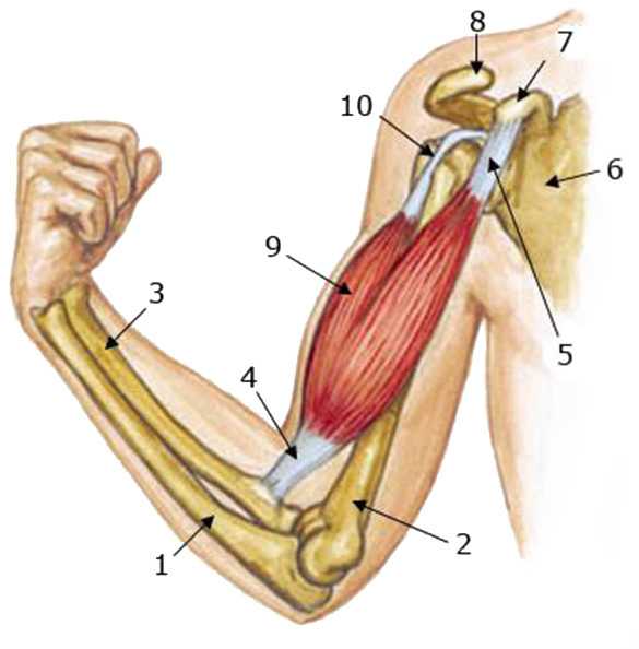 Жевательные мышцы: виды, особенности и функции