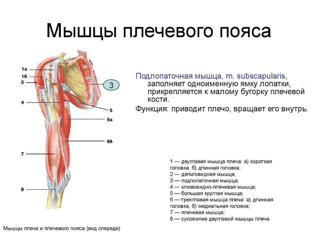 Строение плеча человека фото с описанием