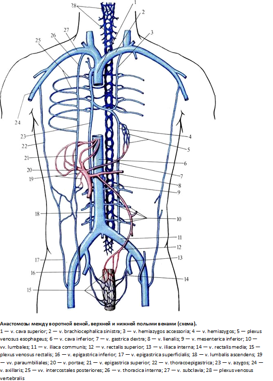 Система верхней полой вены правая половина. Верхняя полая Вена анатомия. Портокавальные и кавакавальные анастомозы анатомия схема. Кавакавальные анастомозы схема. Нижняя полая Вена анатомия схема.