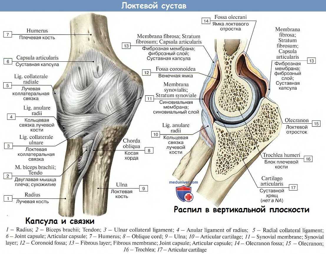 Анатомия локтевого сустава (мрт-срезы и трехмерные изображения)