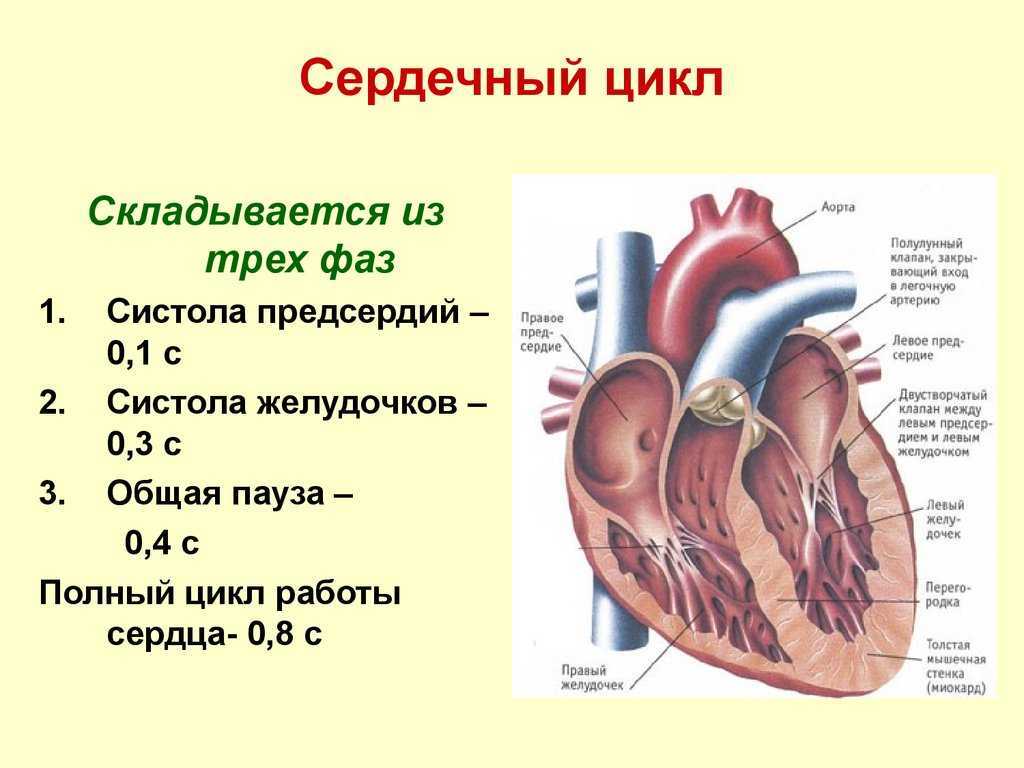 Физика работы сердца. Строение и цикл работы сердца. Строение сердца систола. Фазы деятельности сердца физиология. Физиология сердца сердечный цикл.