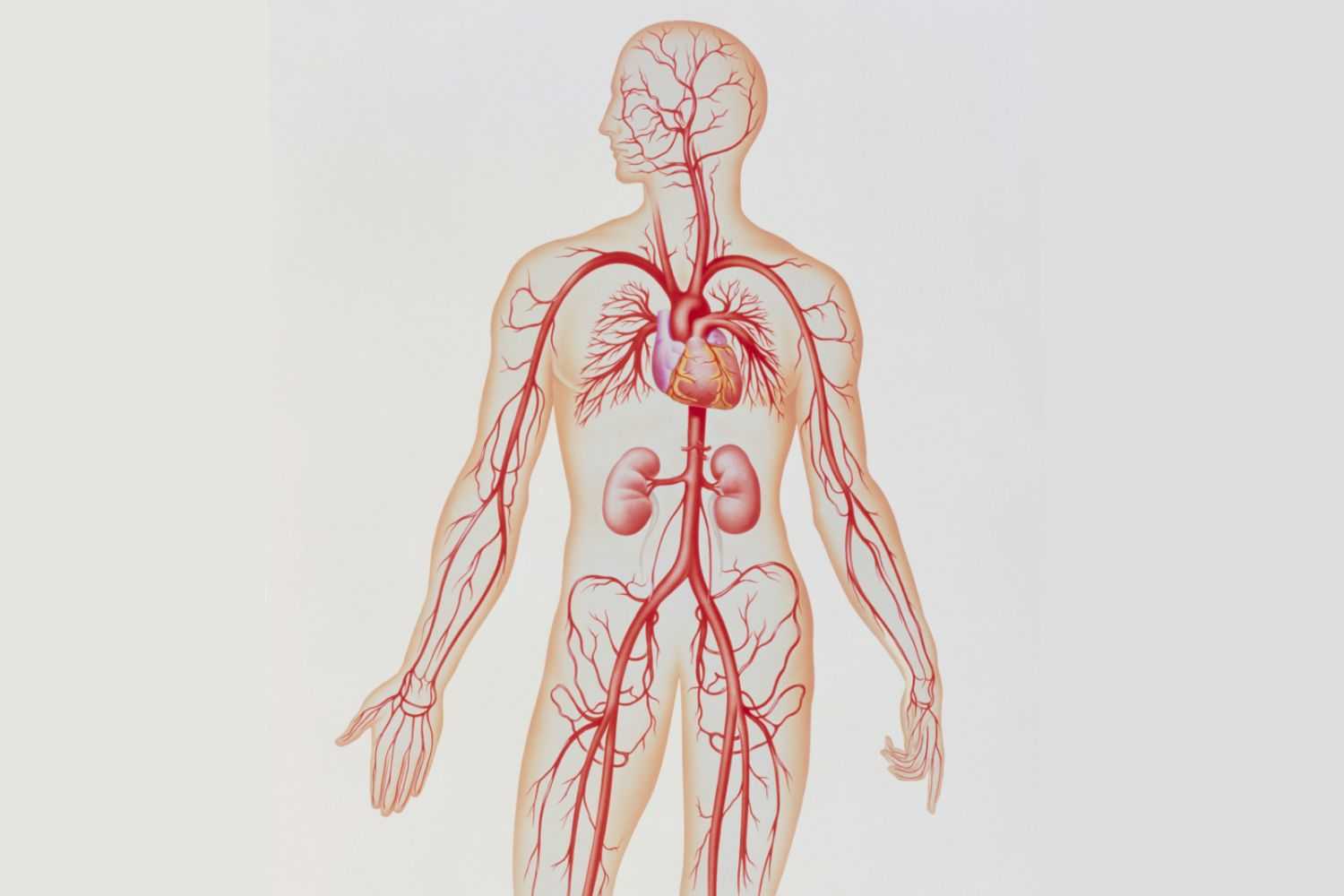 Артерии человека | анатомия артерий, строение, функции, картинки на eurolab