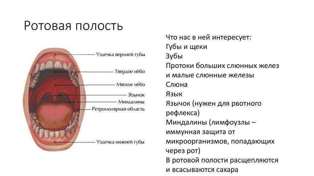 Строение ротовой полости человека схема с описанием